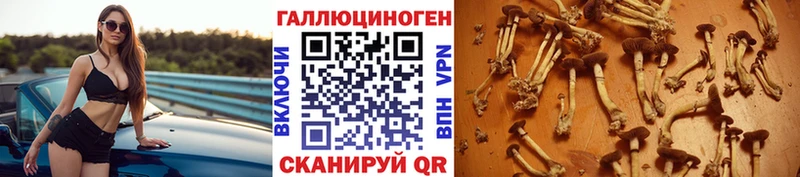Купить где  Пучеж  Галлюциногенные грибы GOLDEN TEACHER 